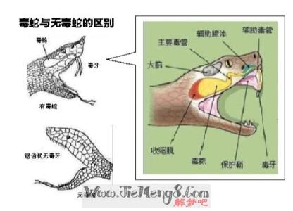 梦见去山里被毒蛇咬 梦见被蛇咬