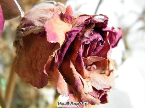 梦见枯萎的玫瑰花 梦见玫瑰花枯死了