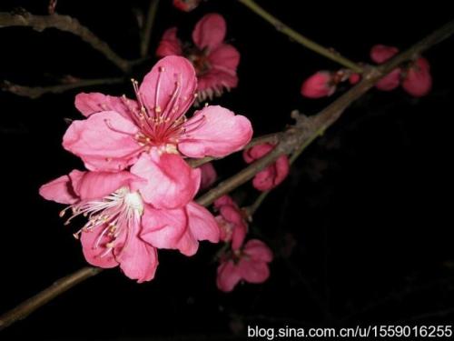 会惹上烂桃花的风水 烂桃花风水