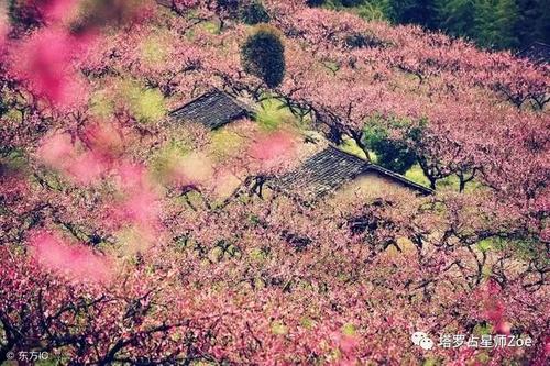 为何你的烂桃花泛滥？ 烂桃花泛滥