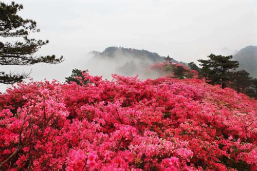 梦见杜鹃花开 梦见山上杜鹃花