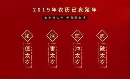 男命属猪的不同人群2019年如何开运 2019属猪的什么命