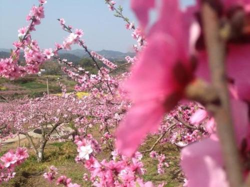 鼻子太高会犯烂桃花吗 犯烂桃花