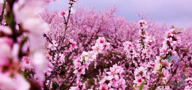 四月份如何催旺桃花 桃花不旺怎么办