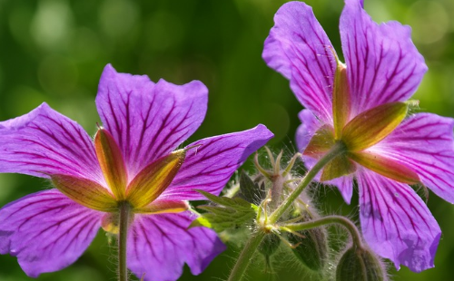 属鸡六月份如何提升桃花运势 属鸡的桃花运