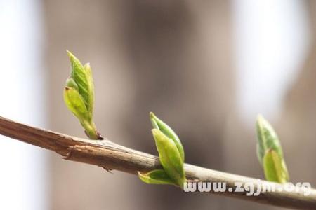 梦见刚发芽的树苗 梦见刚出土的幼苗