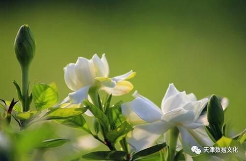 不同生肖的办公室花卉最佳选择 生肖运势