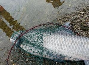 梦见好多鲤鱼飞上岸 梦见鲤鱼上岸