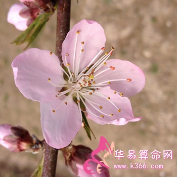 容易犯烂桃花的风水布局 风水桃花位