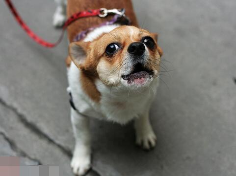 孕妇梦见狗咬自己 孕妇梦见狗一定生女孩