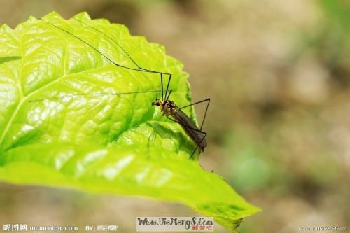 周公解梦 梦见蚊子 梦见蚊子成群进攻我