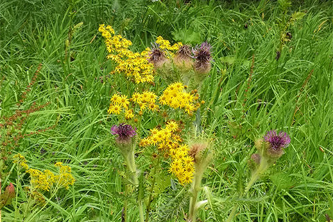 2019年难逃烂桃花的生肖 2019年有烂桃花打扰的生肖