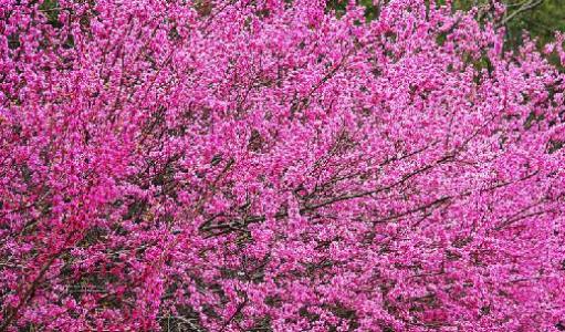 如何阻止桃花风水 风水桃花