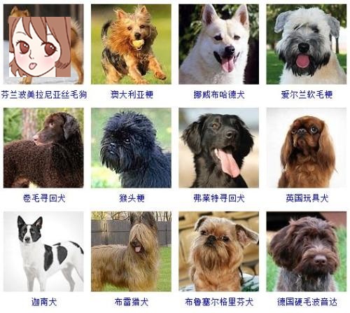 狗狗品种名字大全 72种名犬图片及名字