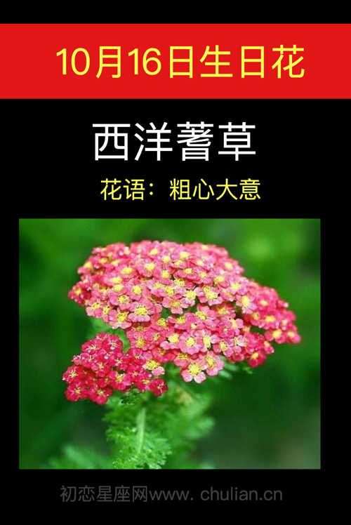 10月8日生日花：西洋蓍草 生日花图片