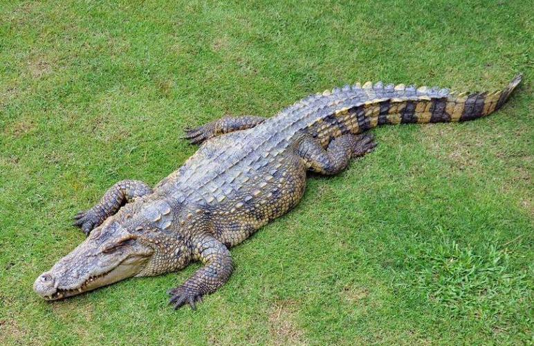 梦见短吻鳄是什么意思 短吻鳄生活在哪里