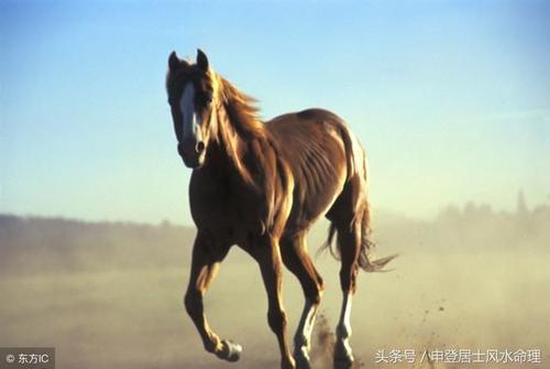 生肖虎性格优缺点，进来看一看 属马性格优点和缺点