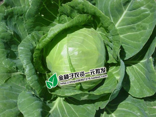 梦见大头菜 梦见地里好多圆白菜