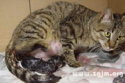 梦见猫入室内 梦见猫进卧室是什么预兆