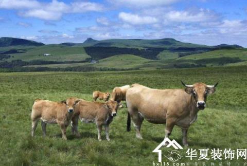 梦见水牛生小牛是什么意思【好不好】 梦见大水牛生小牛是什么意思