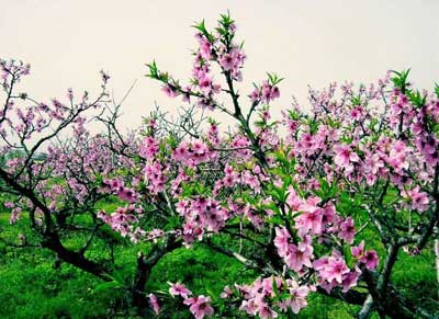 简便易行的催桃花技法（图文） 为什么要催桃花