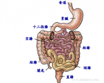 梦见肠胃是什么意思 胃肠炎是什么原因引起的