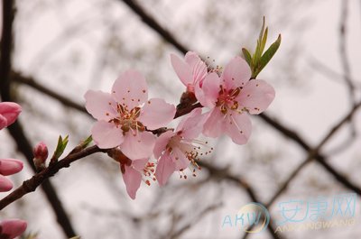 四柱八字 命犯桃花是什么意思 命带桃花和命犯桃花