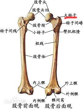 骨头 骨头疼是什么原因引起的