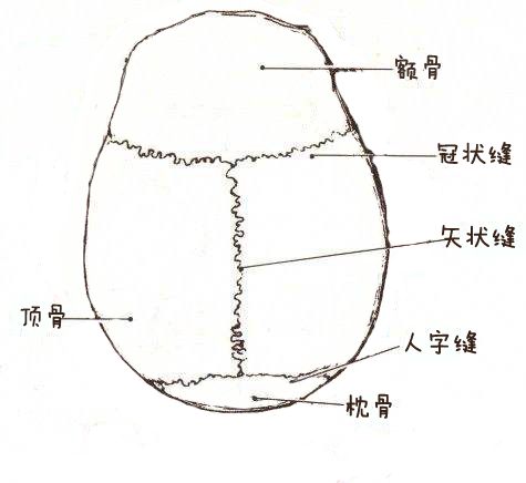 相学精义额骨顶骨枕骨面相篇枕骨突出是好的相吗