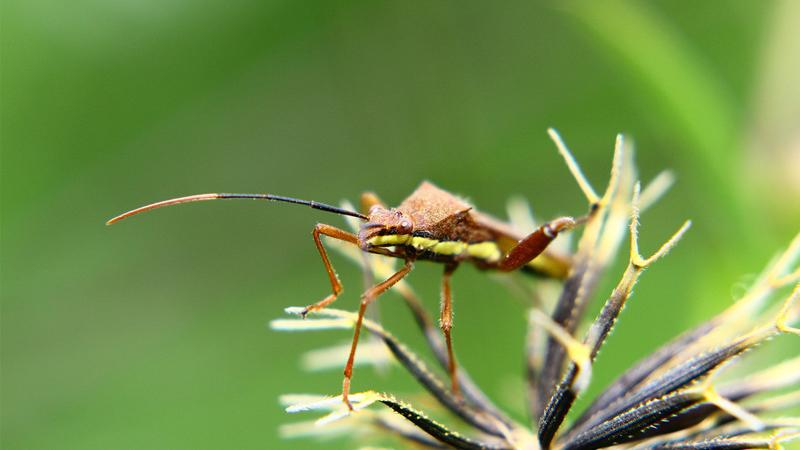 梦见毒虫是什么意思 梦见杀死毒虫