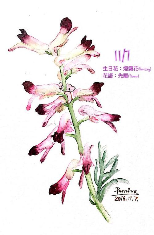 11月7日生日花：烟雾花 1月22日