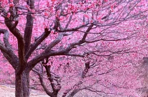 沐浴桃花是什么意思，沐浴桃花的查法 八字桃花贵人查法