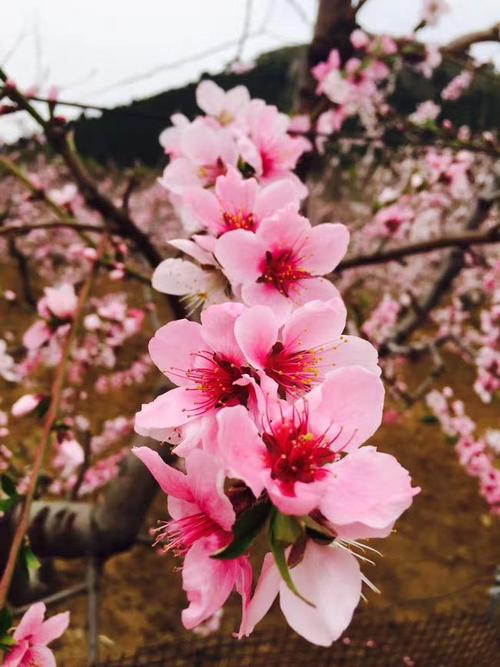 桃花相有哪些特征? 桃花相是什么样的