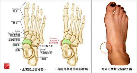 梦见骨骼 骨头 全身多少块骨头