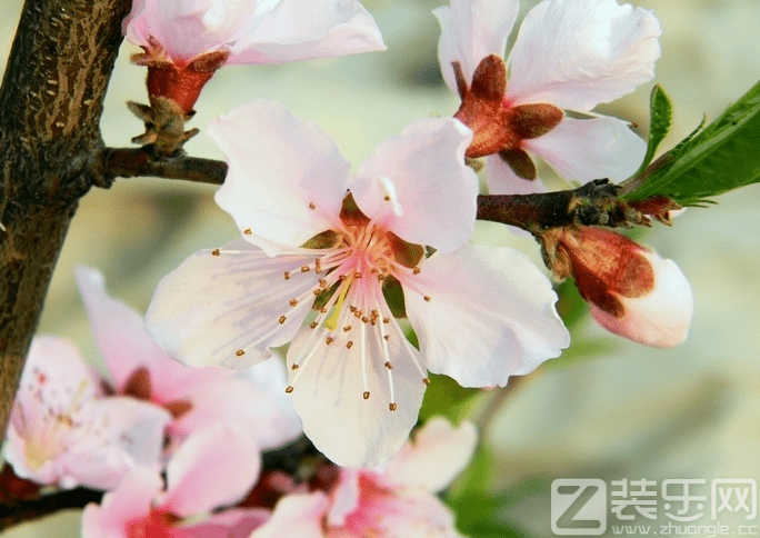 如何催旺桃花运摆脱单身 桃花运怎么变旺