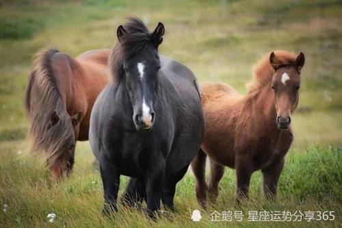 属马适合什么职业 属马女的适合干什么工作