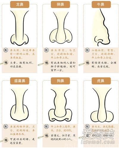 鼻子面相学分析 什么样的鼻子属于短鼻