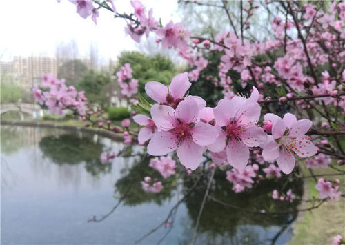 能招桃花运的风水 怎么招桃花运招桃花运的方法