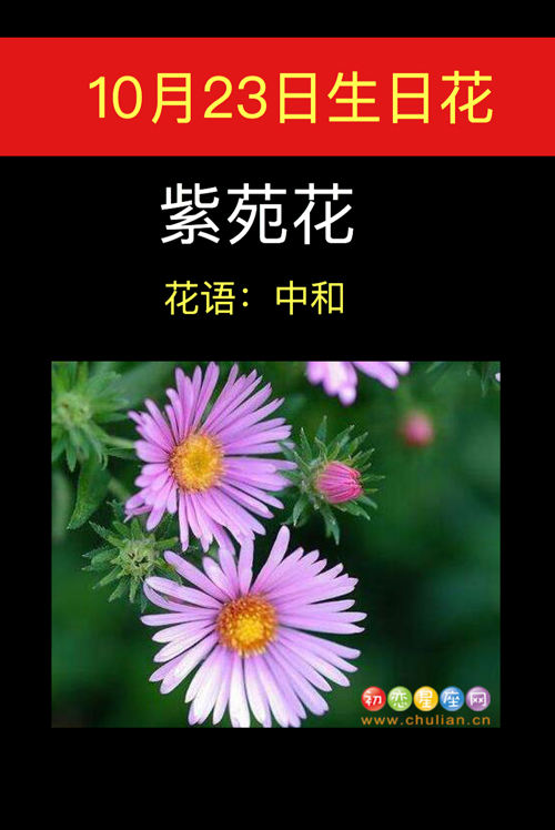 10月27日生日花：紫苑花 12月31日