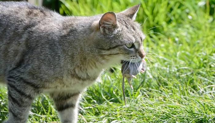 做梦梦见被猫咬是什么意思 梦见被猫咬住不放很疼