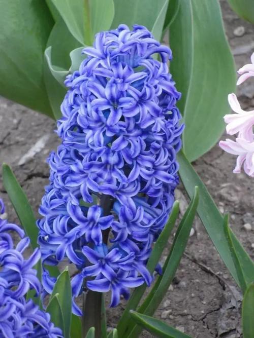 4月6日生日：花风信子 风信子的花期是几月份