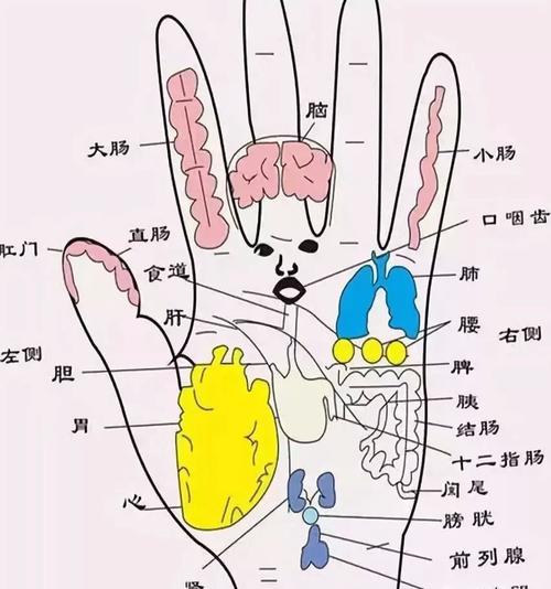 八字中代表的人体器官信息 食指对应的人体器官