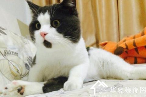 怀孕初期梦见猫什么征兆 预示什么 梦见猫来亲近我