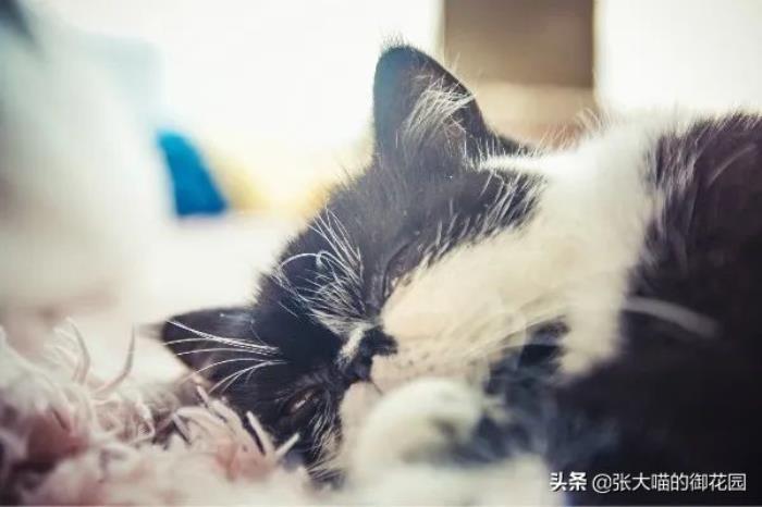 梦见猫跑了是什么意思 梦见自己捉猫是什么意思啊