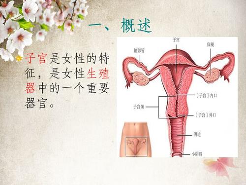 梦见子宫 梦见子宫被切除