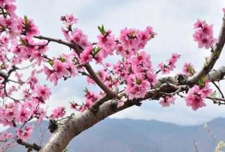 命犯桃花应该如何化解 为什么有些人命犯桃花