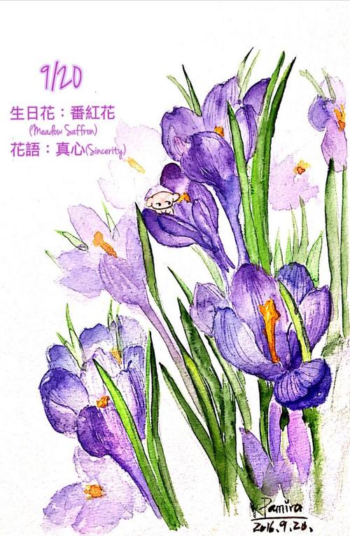 9月20日生日花：番红花 10月24日