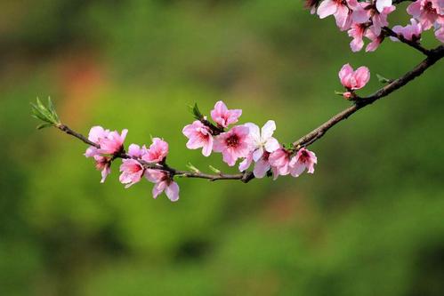 属猴的人2019年剩下时间有没有桃花运？如何催旺桃花运？ 属猴人2019年下半年运势