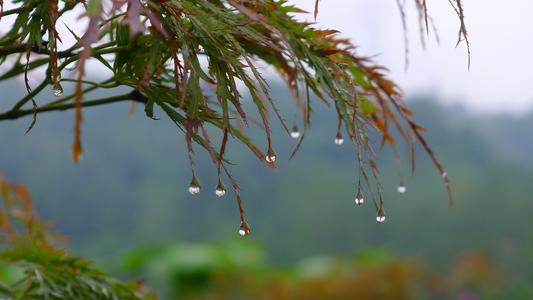 2020年处暑下雨吗，可能引来绵绵秋雨，但并非绝对 都引来