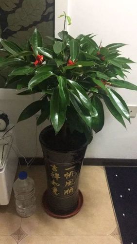 适合酒店摆放的风水植物大全 门口招财植物